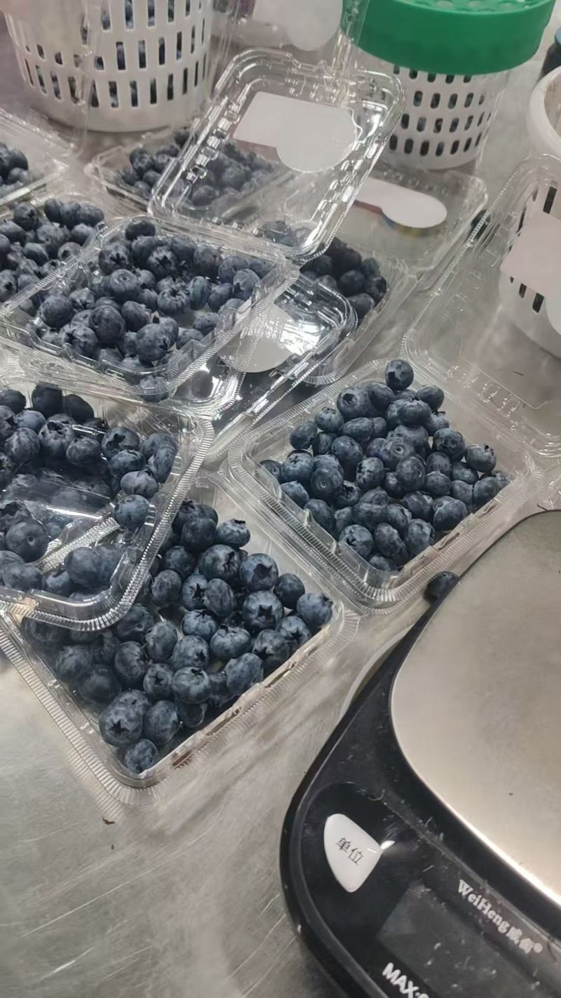 云南蓝莓