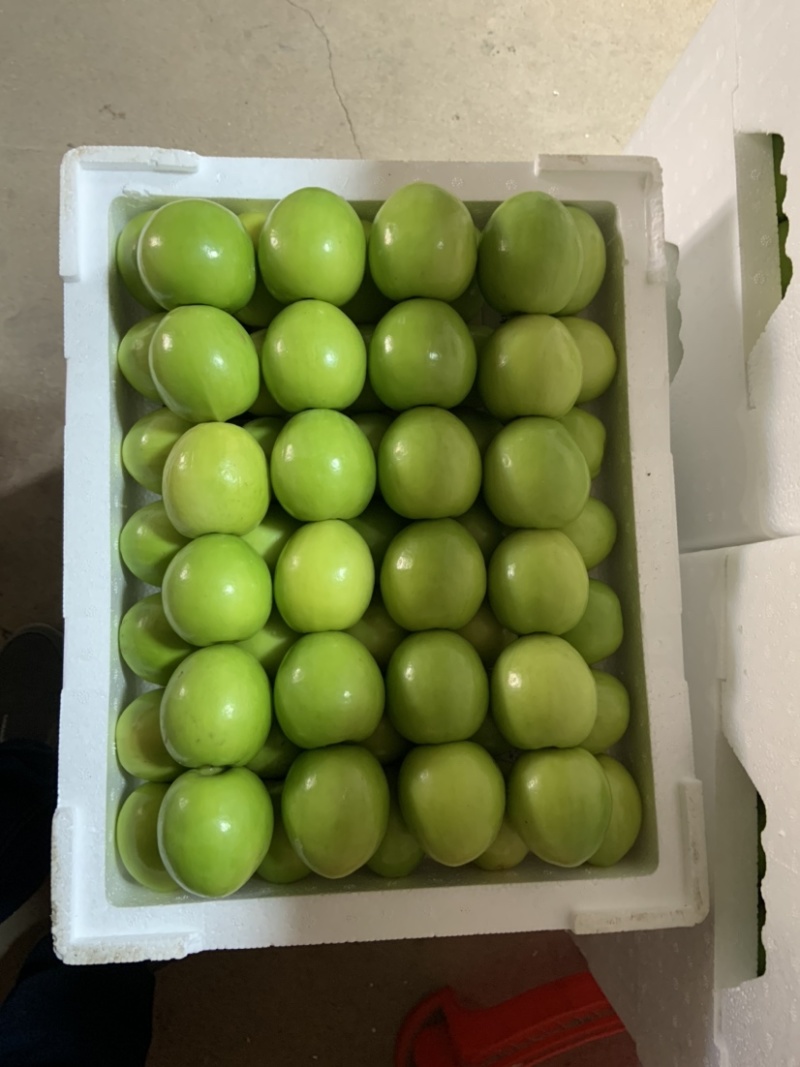 福建漳州云霄牛奶枣大量上市