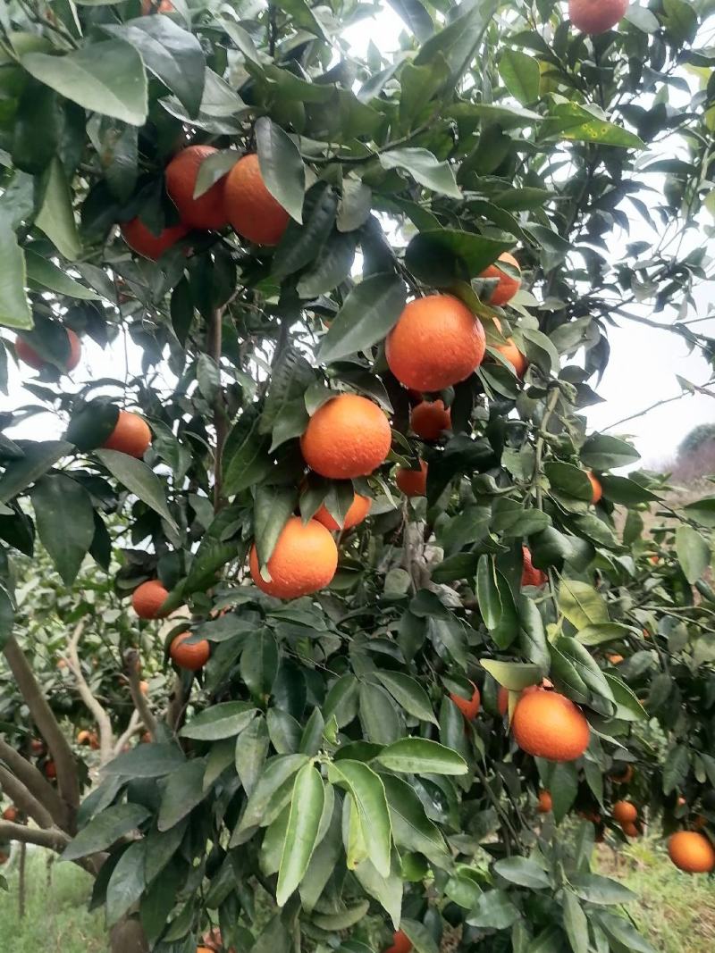 沃柑长江边的口感很好，有4到5万斤***********