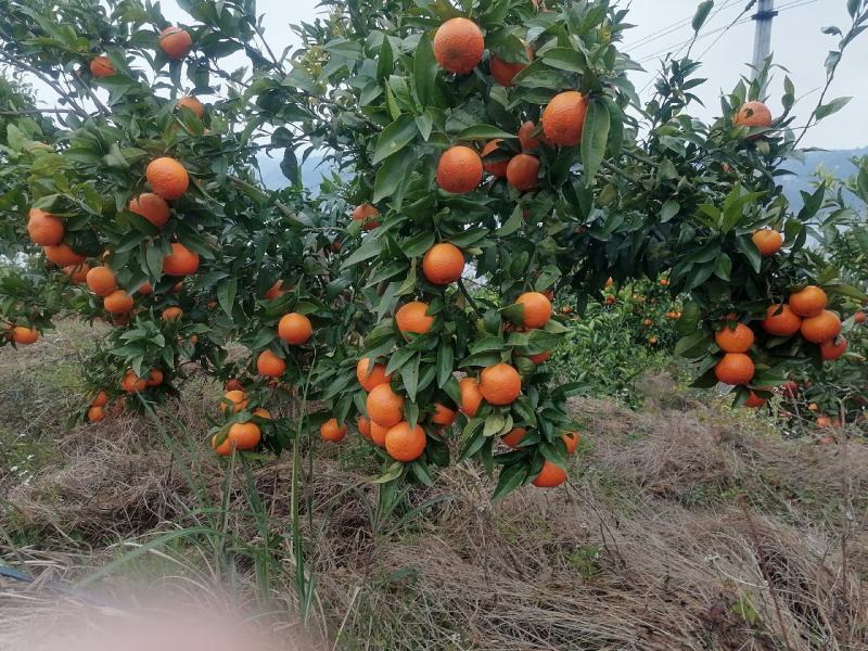 沃柑长江边的口感很好，有4到5万斤***********
