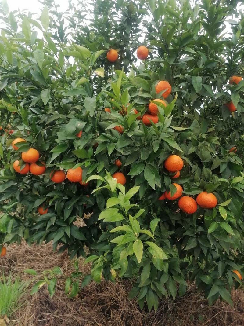 沃柑长江边的口感很好，有4到5万斤***********