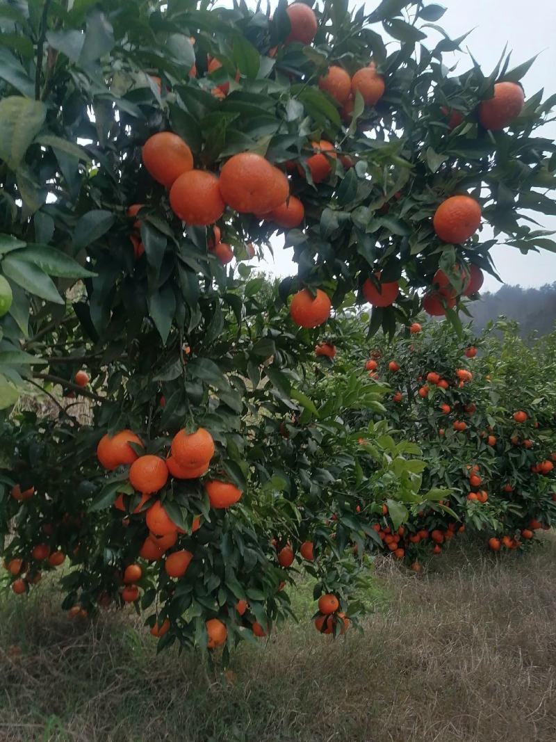 沃柑长江边的口感很好，有4到5万斤***********