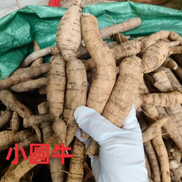 小圆牛，大量现货