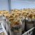 人工见手青黄色牛肝菌鲜品鲜菇