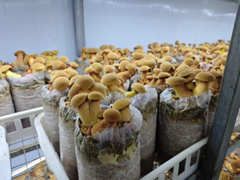 人工见手青黄色牛肝菌鲜品鲜菇