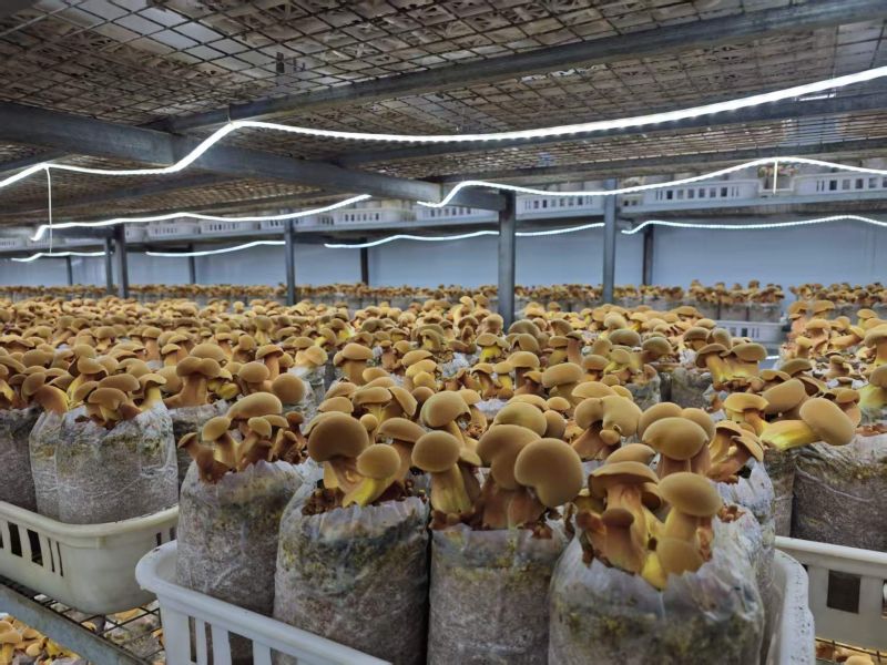 人工见手青黄色牛肝菌鲜品鲜菇