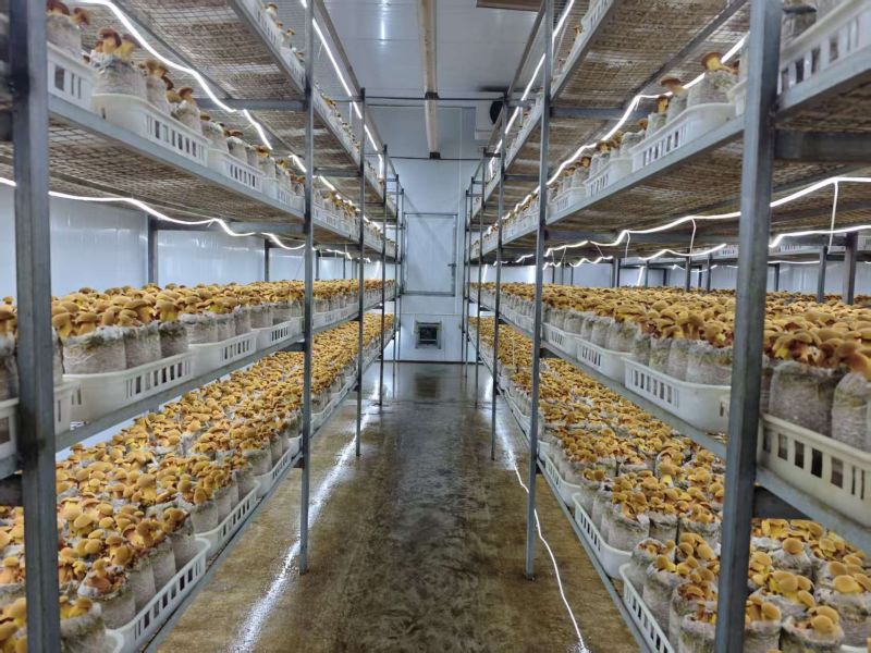 人工见手青黄色牛肝菌鲜品鲜菇