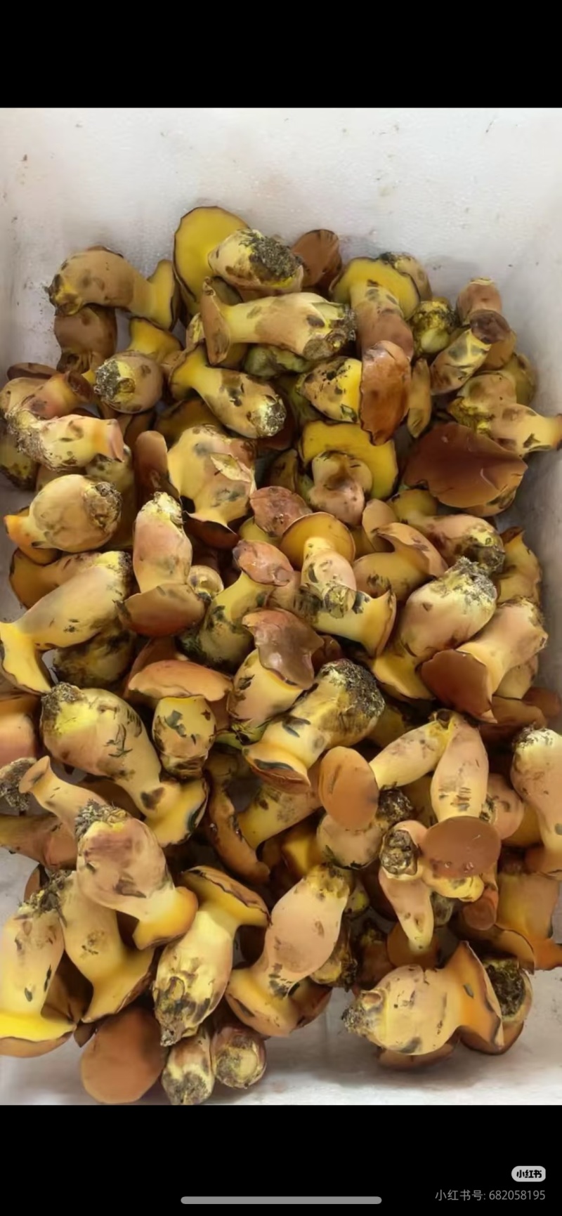 人工见手青黄色牛肝菌鲜品鲜菇
