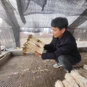 崇州产地直供折耳根嫩芽A品新鲜现挖出口品质