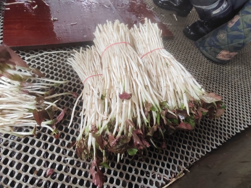 崇州产地直供折耳根嫩芽A品新鲜现挖出口品质