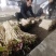 崇州产地直供折耳根嫩芽A品新鲜现挖出口品质