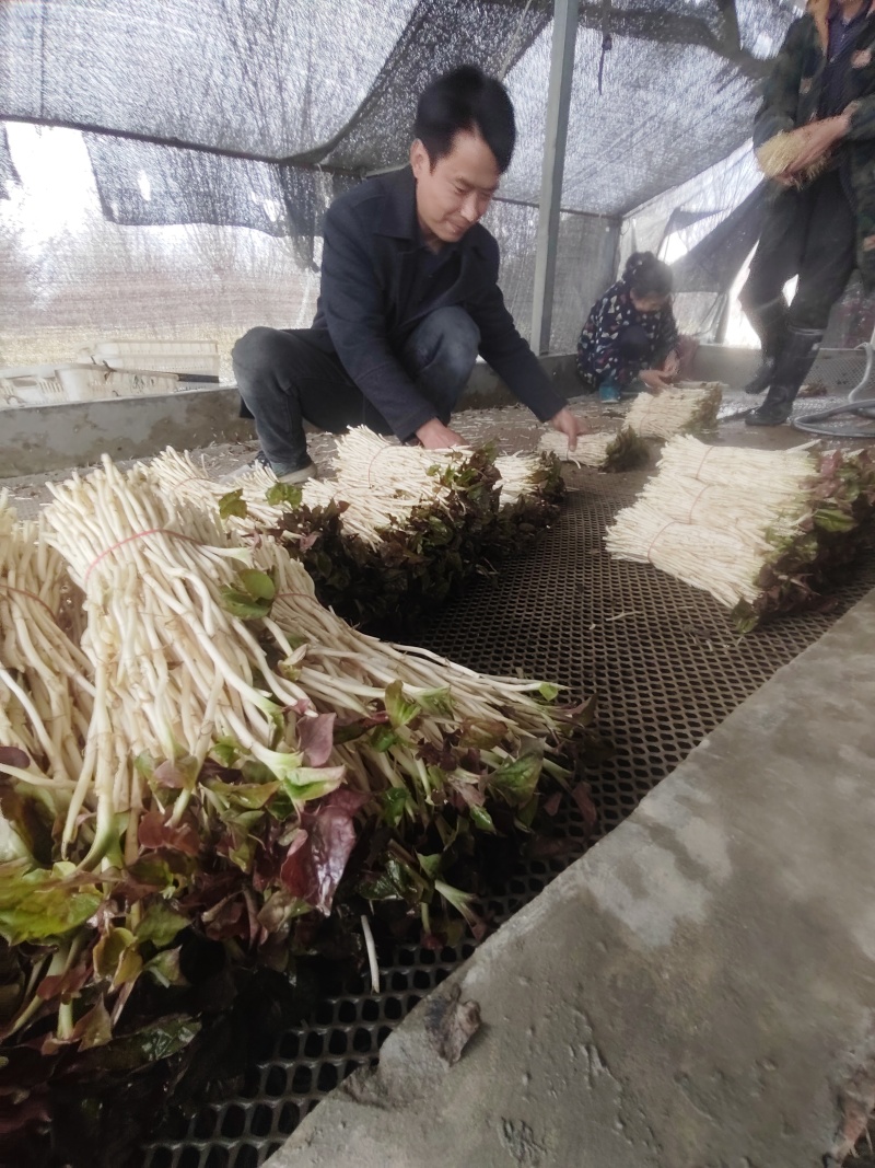 崇州产地直供折耳根嫩芽A品新鲜现挖出口品质