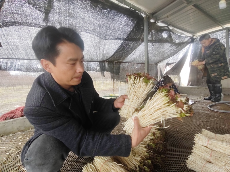 崇州产地直供折耳根嫩芽A品新鲜现挖出口品质