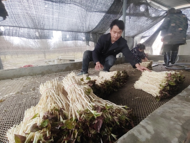 崇州产地直供折耳根嫩芽A品新鲜现挖出口品质