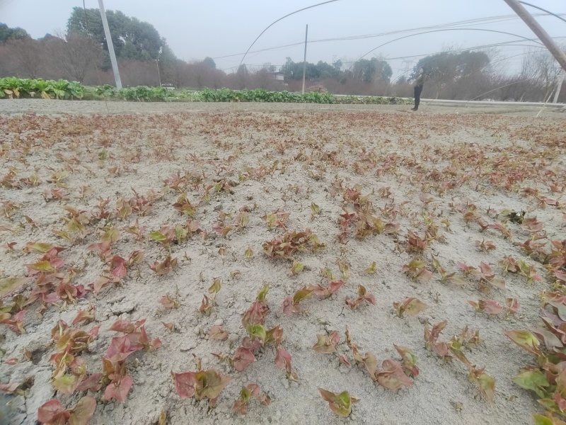 崇州产地直供折耳根嫩芽A品新鲜现挖出口品质