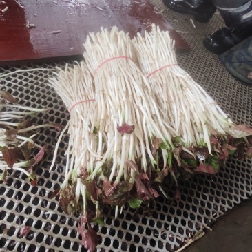 崇州产地直供折耳根嫩芽A品新鲜现挖出口品质