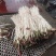 崇州产地直供折耳根嫩芽A品新鲜现挖出口品质