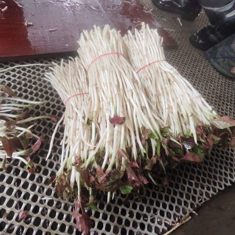 崇州产地直供折耳根嫩芽A品新鲜现挖出口品质