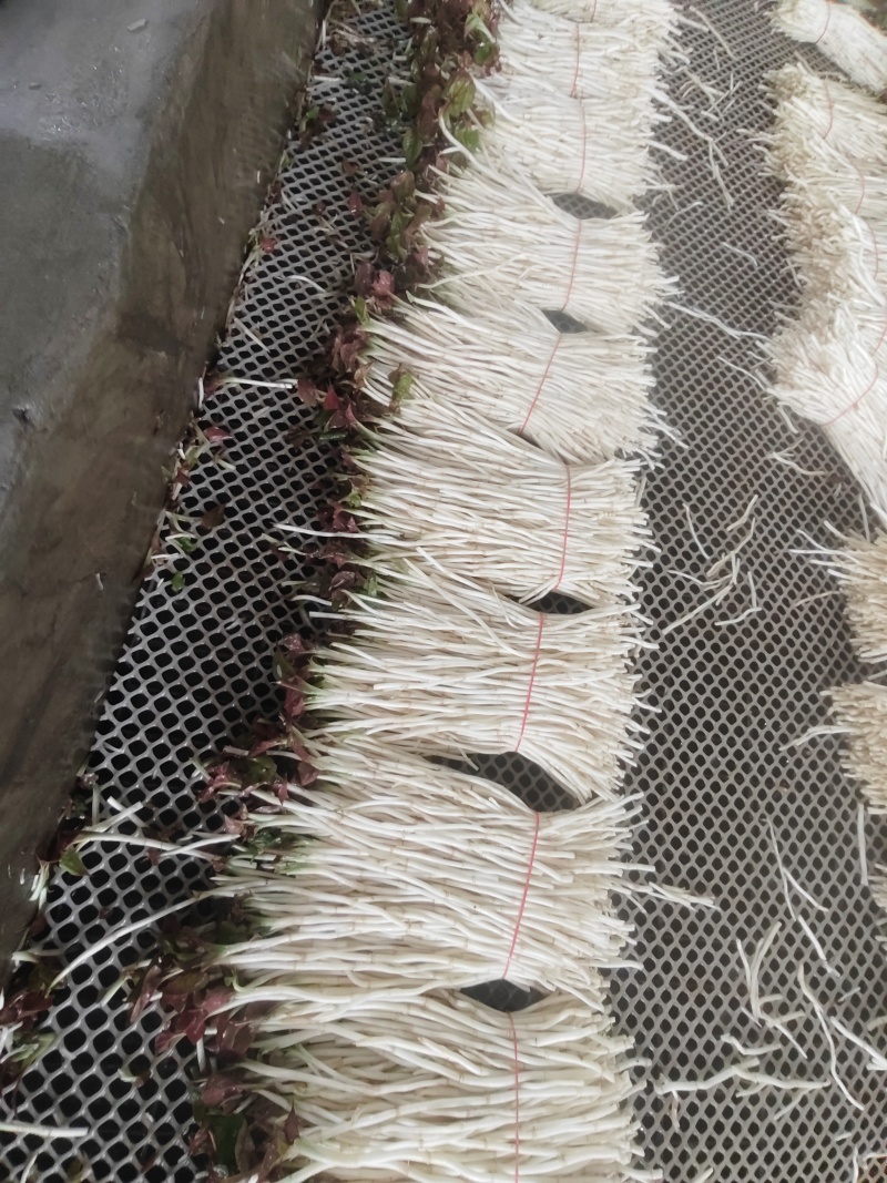 崇州产地直供折耳根嫩芽A品新鲜现挖出口品质