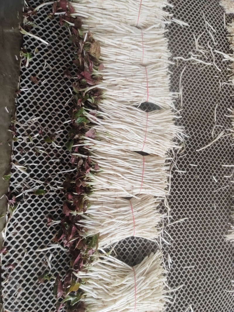崇州产地直供折耳根嫩芽A品新鲜现挖出口品质