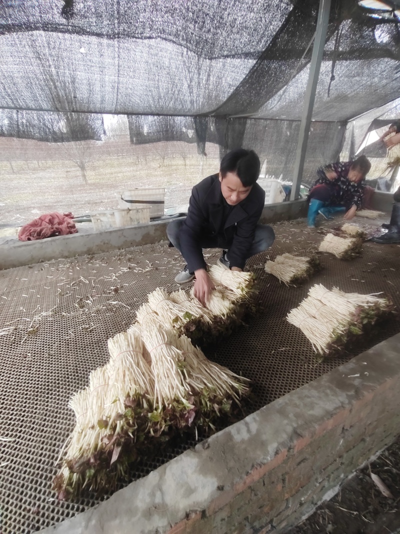 崇州产地直供折耳根嫩芽A品新鲜现挖出口品质