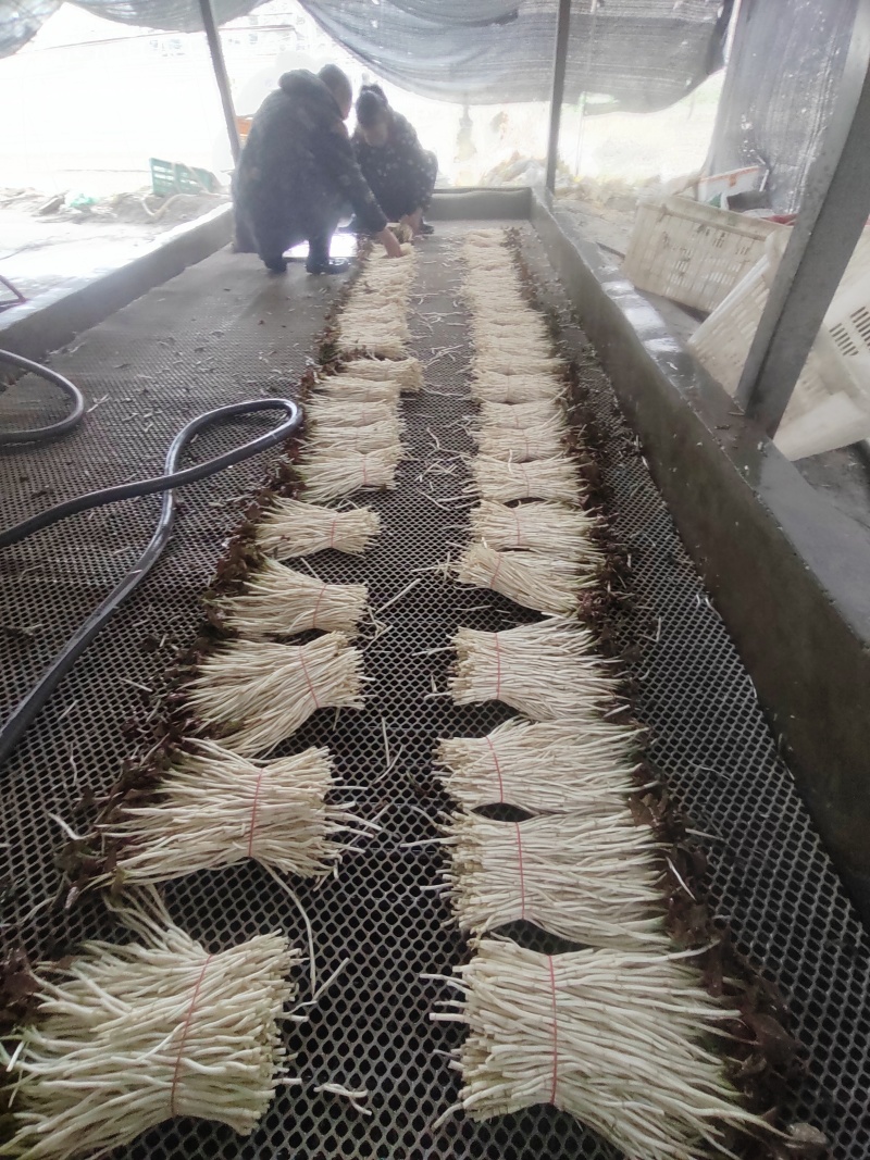 崇州产地直供折耳根嫩芽A品新鲜现挖出口品质