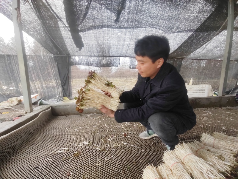 崇州产地直供折耳根嫩芽A品新鲜现挖出口品质