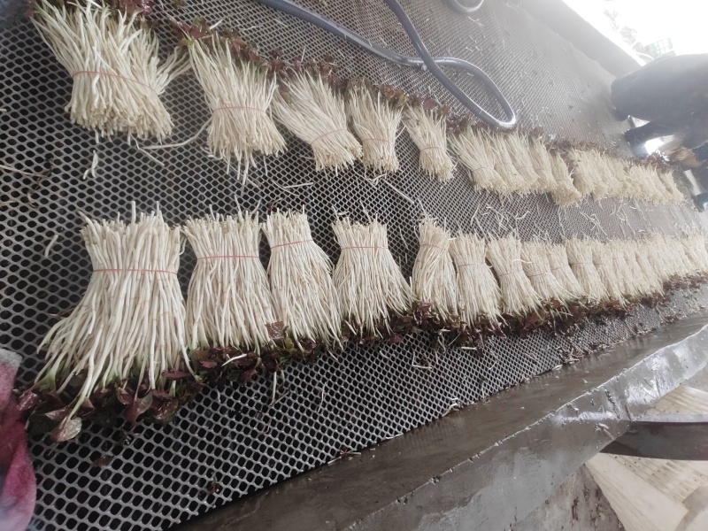 崇州产地直供折耳根嫩芽A品新鲜现挖出口品质