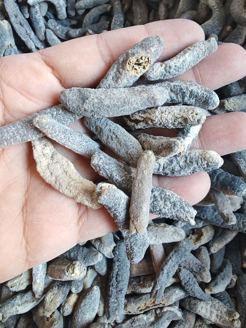 明秃参