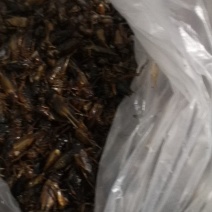 有六百斤冷冻的蟋蟀，有要的联系我