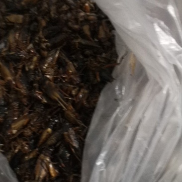 有六百斤冷冻的蟋蟀，有要的联系我