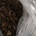 有六百斤冷冻的蟋蟀，有要的联系我