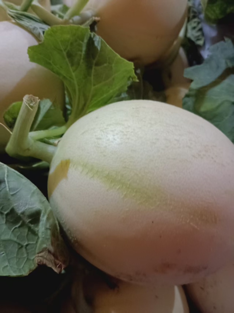 东方蜜瓜/产区直发/货源充足/欢迎选购