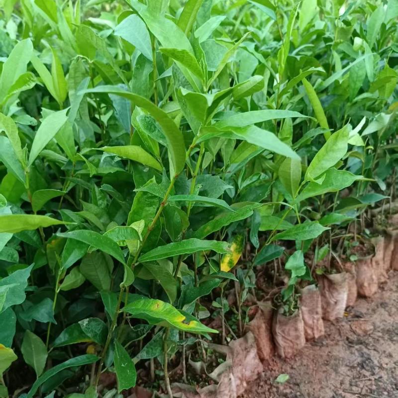 白花牛奶根种苗中药材苗长叶牛奶树新鲜羊乳子羊奶子