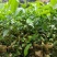 白花牛奶根种苗中药材苗长叶牛奶树新鲜羊乳子羊奶子