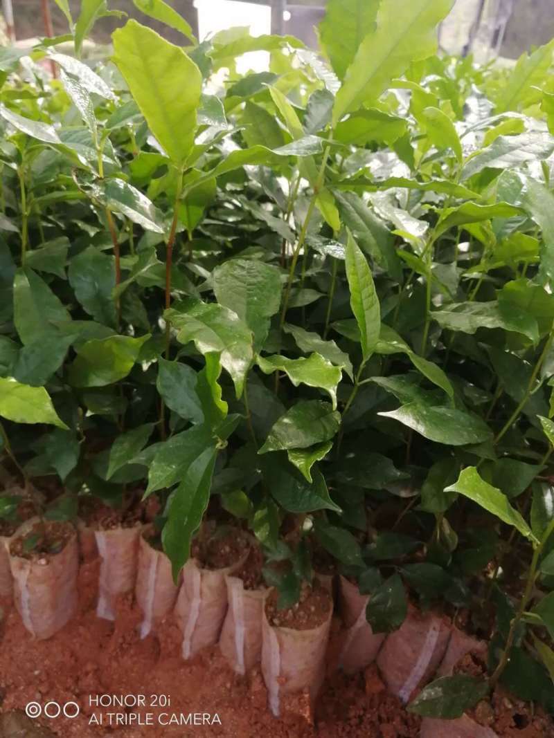 白花牛奶根种苗中药材苗长叶牛奶树新鲜羊乳子羊奶子