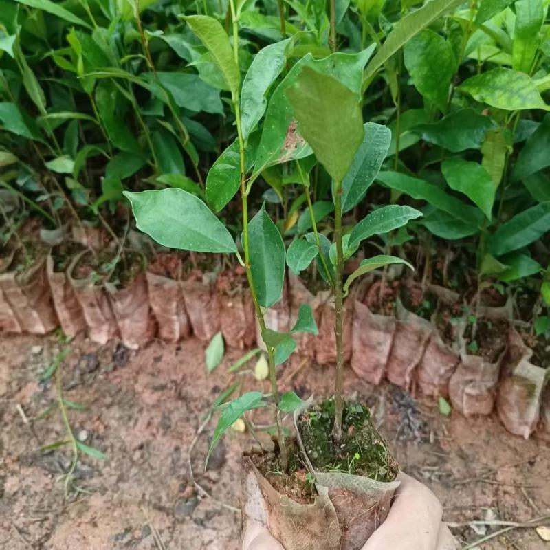 白花牛奶根种苗中药材苗长叶牛奶树新鲜羊乳子羊奶子