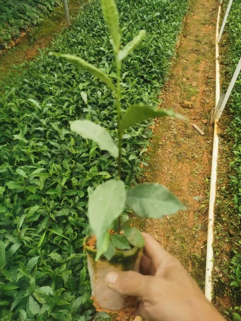 白花牛奶根种苗中药材苗长叶牛奶树新鲜羊乳子羊奶子