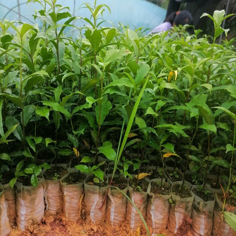白花牛奶根种苗中药材苗长叶牛奶树新鲜羊乳子羊奶子