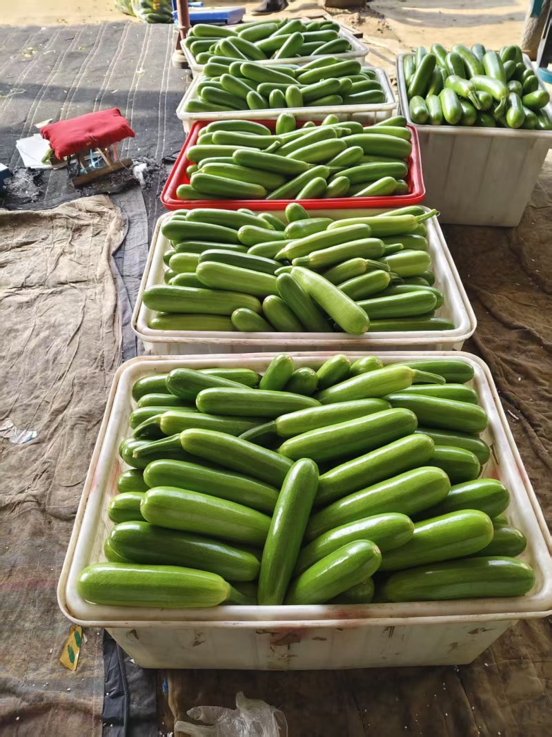 山东西葫芦大量供应中对接市场档口量大从优规格齐全品质好