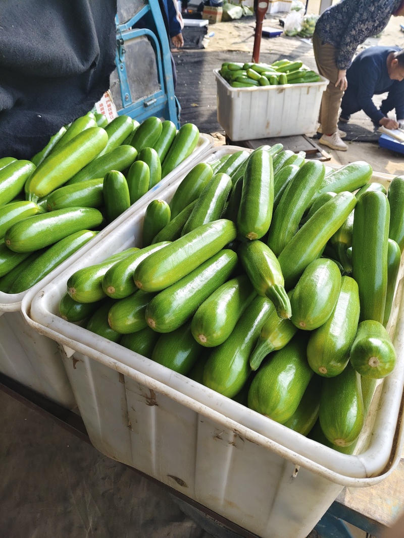 山东西葫芦大量供应中对接市场档口量大从优规格齐全品质好