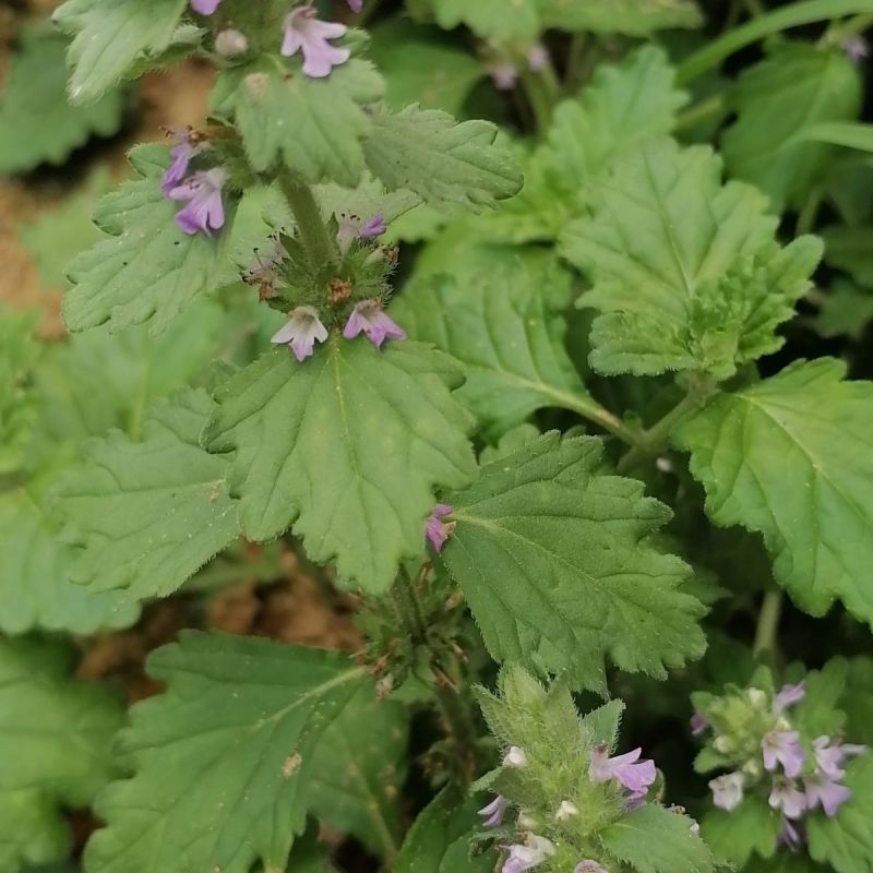 苦胆草种子龙胆草龙胆花胆草穿心莲春莲秋柳苦胆草