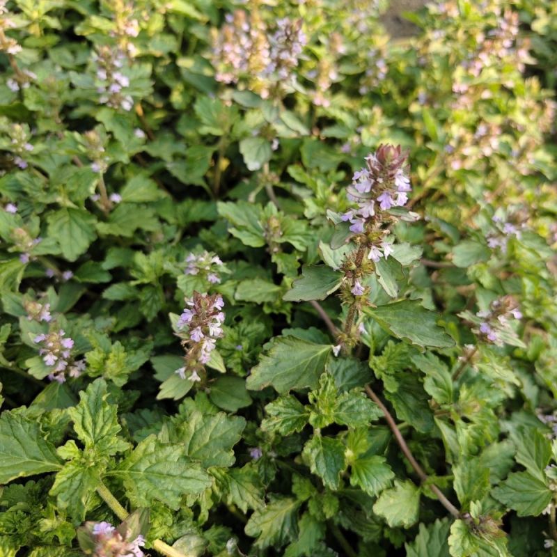 苦胆草种子龙胆草龙胆花胆草穿心莲春莲秋柳苦胆草