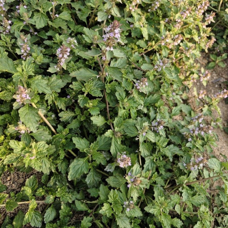 苦胆草种子龙胆草龙胆花胆草穿心莲春莲秋柳苦胆草