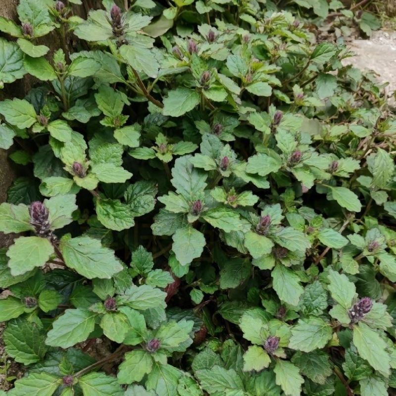 苦胆草种子龙胆草龙胆花胆草穿心莲春莲秋柳苦胆草