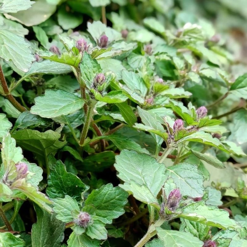 苦胆草种子龙胆草龙胆花胆草穿心莲春莲秋柳苦胆草