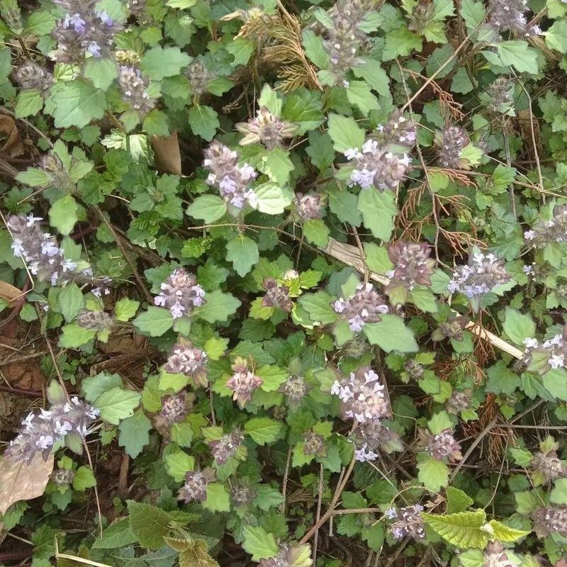 苦胆草种子龙胆草龙胆花胆草穿心莲春莲秋柳苦胆草