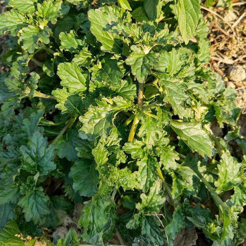 苦胆草种子龙胆草龙胆花胆草穿心莲春莲秋柳苦胆草