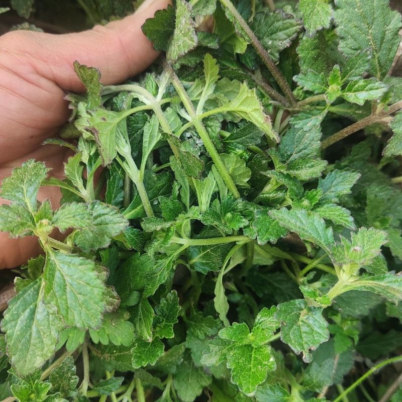 苦胆草种子龙胆草龙胆花胆草穿心莲春莲秋柳苦胆草