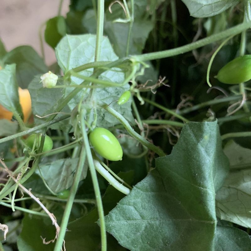老鼠拉冬瓜种子马交儿土白蔹老鼠瓜果中草药一年生草本植